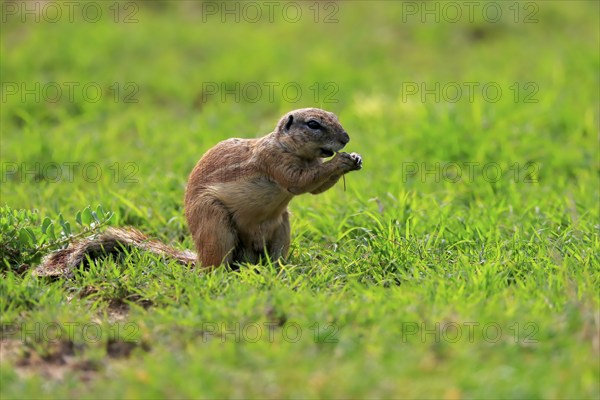 Cape ground squirrel (Xerus inauris), adult, alert, feeding, Mountain Zebra National Park, Eastern