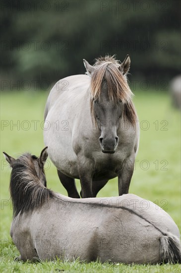 Dülmener Wildpferde, Merfelder Bruch, Dülmen, North Rhine-Westphalia, Germany, Europe