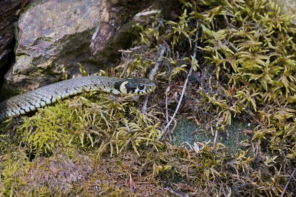 Grass snake (Natrix natrix), Bavaria, Germany, Europe