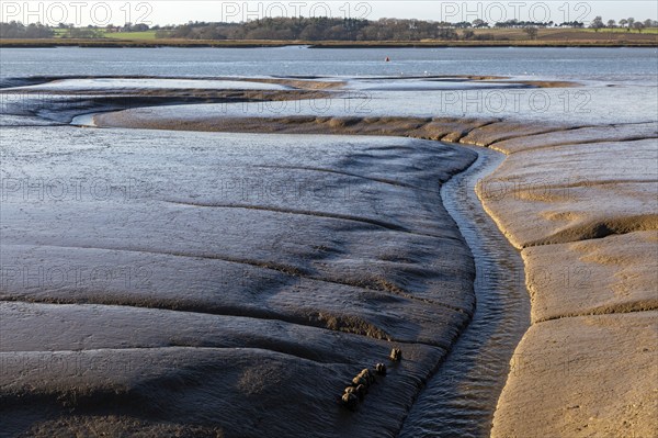 Drainage channels in mudflats at low tide River Deben estuary, Sutton, Suffolk, England, UK