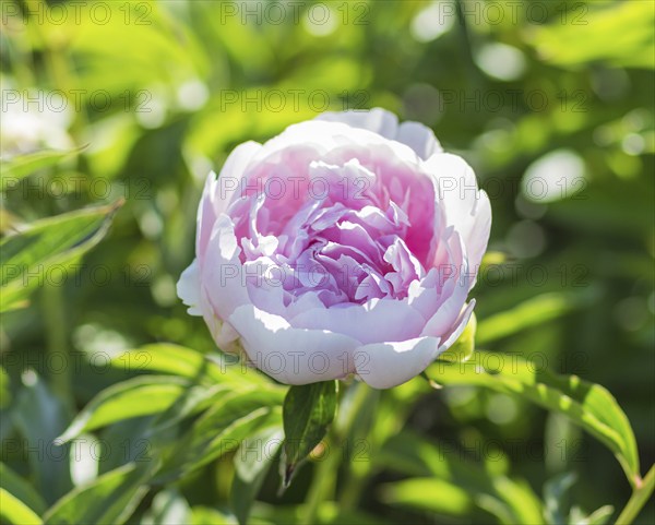 Pink peony flower in a botanical garden
