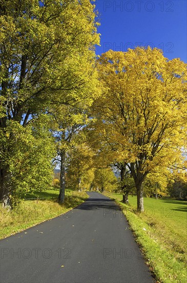 Country road with trees in autumn, autumn foliage, birch trees, avenue, Bavaria, Federal Republic