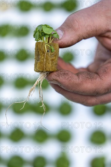 Agriculture, herb gardening, basil young plants, in pressed pots, with growing soil and nutrients,