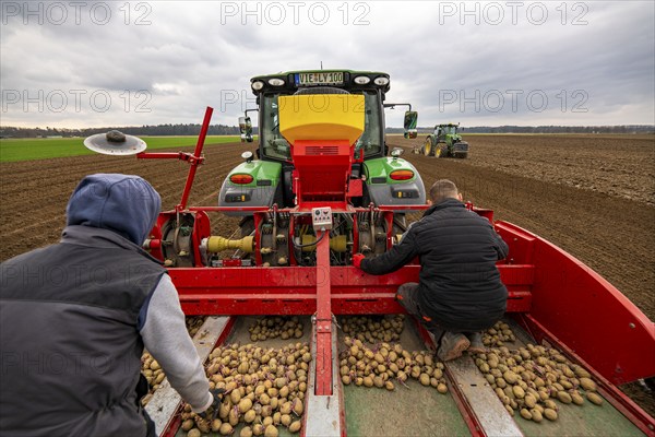 Early potatoes are laid in the soil of the field with a planting machine, tractor with roundabout