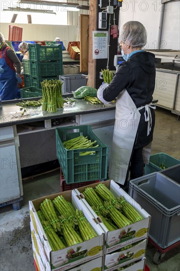 Asparagus farm, green asparagus is washed, cut and sorted by quality, weighed, portioned and