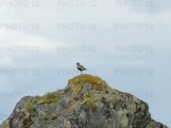 European golden plover (Pluvialis apricaria), nature photograph, Tynset, Innlandet, Norway, Europe