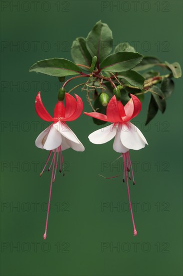 Fuchsias (Fuchsia), flowering, flower, Ellerstadt, Germany, Europe
