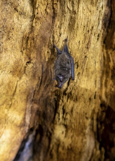 Bat hanging inside a hollow tree, tropical rainforest, Corcovado National Park, Osa Peninsula,