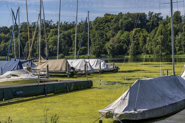 Green carpet of plants on Lake Baldeney in Essen, proliferating aquatic plant Elodea, waterweed, an