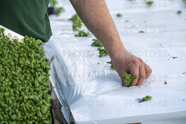 Agriculture, herb gardening, basil young plants, in pressed pots, with growing soil and nutrients,