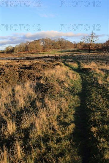 Winter landscape of deciduous trees and heather plants on heathland, Sutton Heath Suffolk, England,