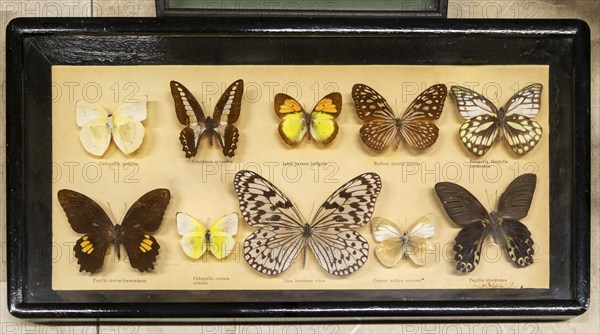 Mounted tropical butterflies in display case