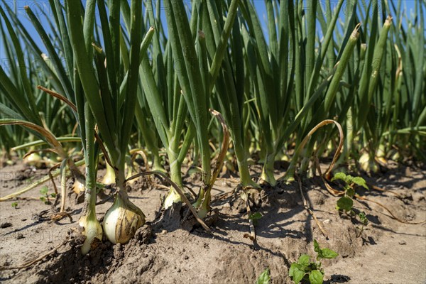 Agriculture, field with onions, Niederkrüchten, North Rhine-Westphalia, Germany, Europe