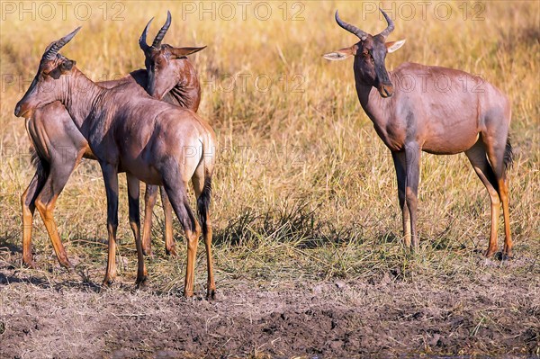 Africa, Botswana, antelope, lyrebird, Botswana, Africa