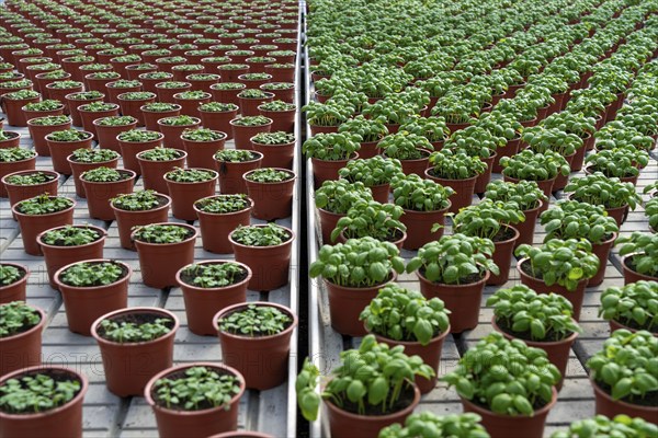 Agriculture, herb gardening, basil plants in pots, in various stages of growth, in a greenhouse
