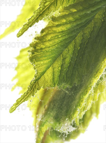 Chestnut, common horse-chestnut (Aesculus hippocastanum), young leaves, resin droplets and fine