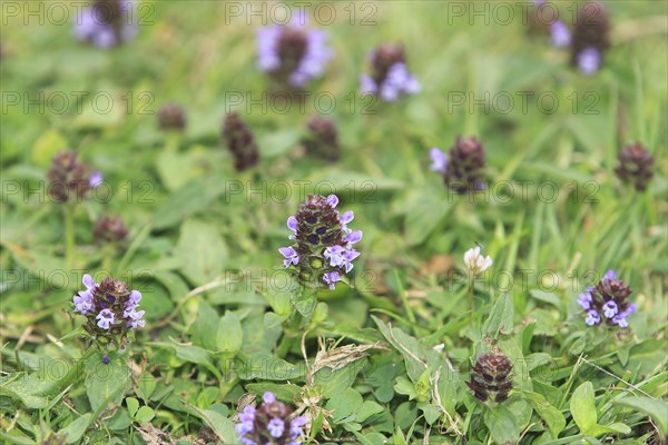 Common selfheal (Prunella vulgaris), North Rhine-Westphalia, Germany, Europe
