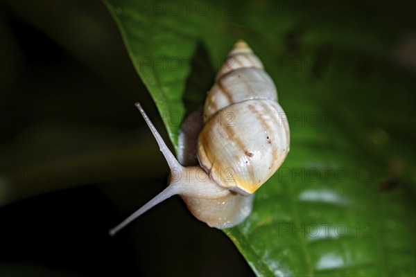 Snail with snail shell (Gastropoda) on a leaf at night in the tropical rainforest, Refugio Nacional