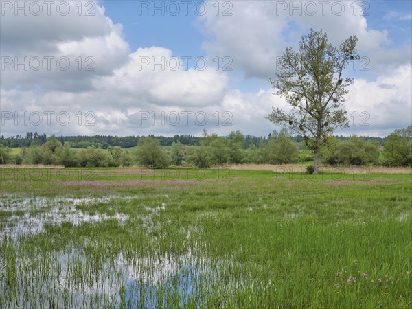 Field of flowering cuckooflower (Silene flos-cuculi), Reussspitz nature reserve, Canton Zug,