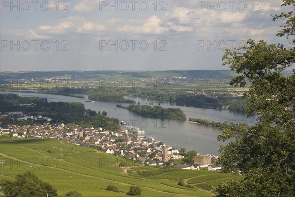 Rüdesheim am Rhein, Hesse, Germany, Europe