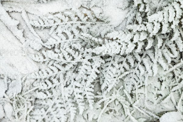 Fern leaves and grass covered with hoarfrost. Abstract floral background, garden and winter concept