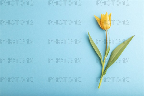 Orange tulip flower on blue pastel background. top view, flat lay, copy space, still life. Beauty,