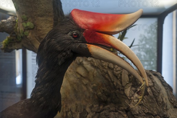 Rhinoceros hornbill (Buceros rhinoceros) in the Natural History Museum, opened in 1889, Vienna,