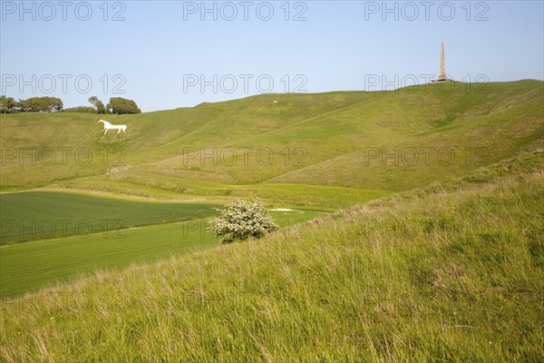 Scarp slope of White Horse on Cherhill Down and Lansdowne monument, Cherhill, Wiltshire, England,