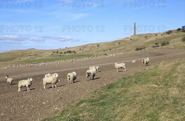 Sheep grazing near Lansdowne monument, Cherhill, Wiltshire, England, UK