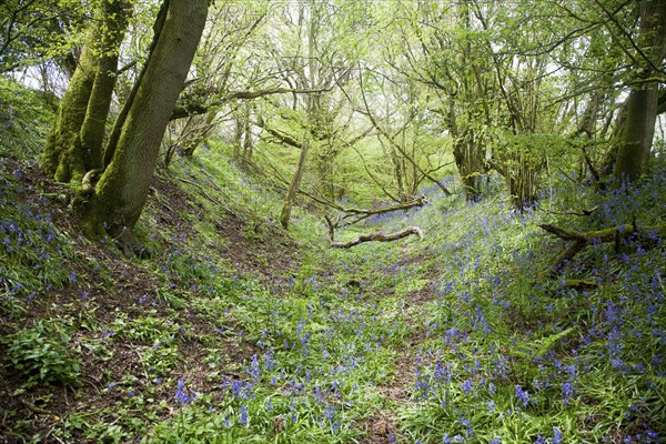 Ditch and embankment of the Wansdyke a Saxon defensive structure on All Cannings chalk downs near