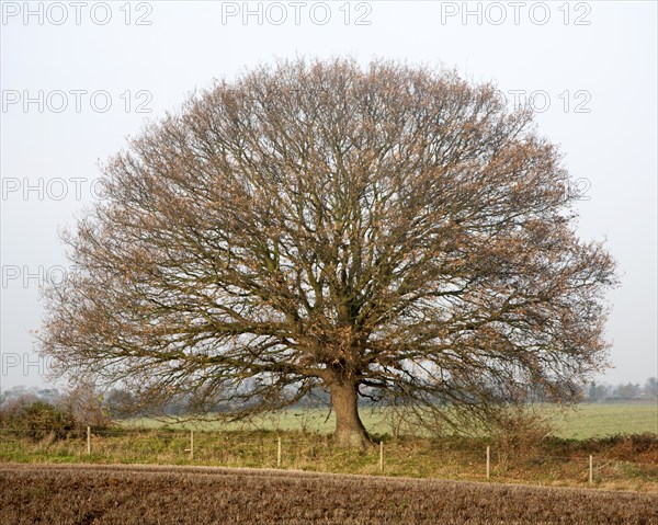 Round small oak tree with brown leaves in winter showing bare branches and trunk, Sutton, Suffolk,