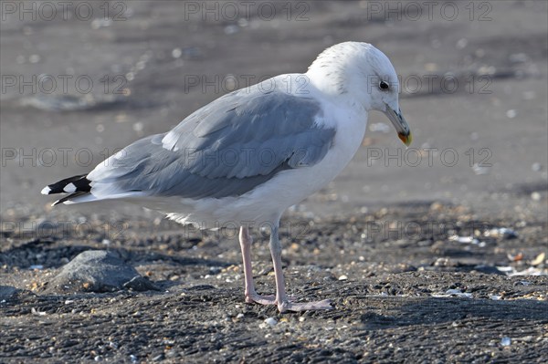Caspian gull (Larus cachinnans) foraging along the North Sea coast in late summer, autumn