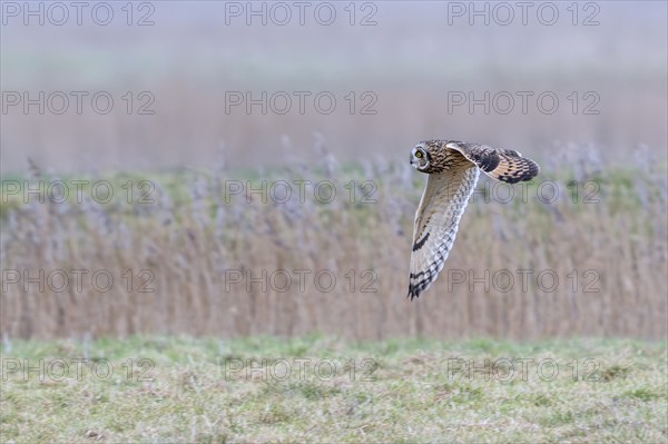 Short-eared owl (Asio flammeus) in flight, hunting for mice and voles in grassland along reed bed