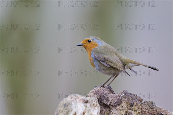 European robin (Erithacus rubecula), Lower Saxony, Germany, Europe