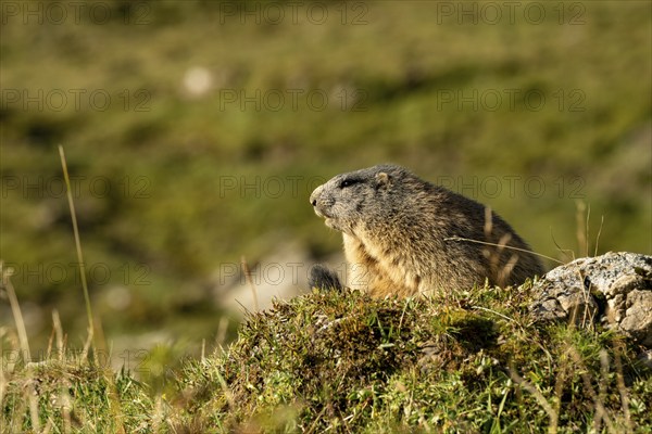 Marmot (Marmota marmota) in the morning sun, Tschagguns, Rätikon, Montafon, Vorarlberg, Austria,