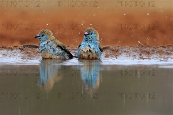 Angolan butterfly finch (Uraeginthus angolensis), blue-eared butterfly finch, adult, two birds, at