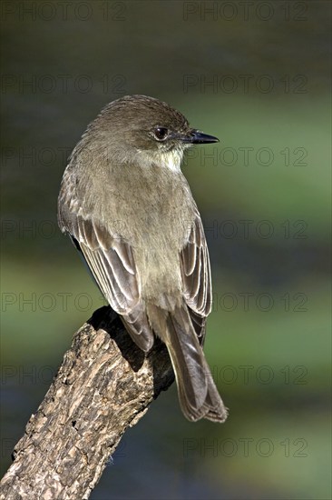 White-bellied Phoebe Flycatcher, Phoebe, Eastern Phoebe, (Sayornis phoebe), Anhinga Trail,