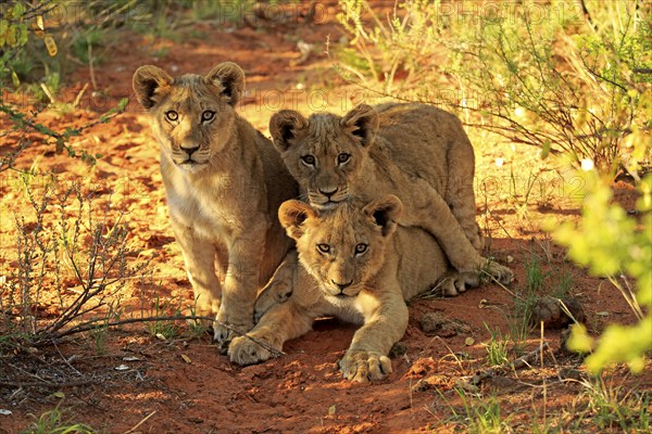 Lion (Panthera leo), three cubs, four months old, siblings, alert, curious, Tswalu Game Reserve,