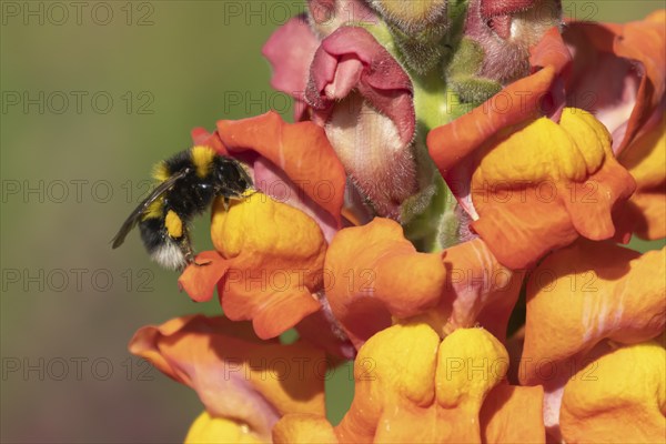 Buff tailed bumble bee (Bombus terrestris) adult insect feeding on a garden Snapdragon or