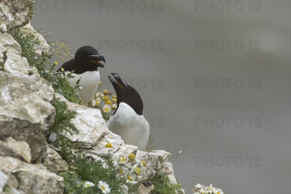 Razorbill (Alca torda) two adult birds arguing on a sea cliff ledge in the summer, Yorkshire,