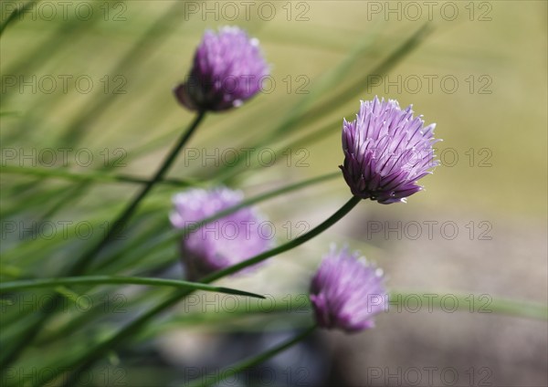 Chive (Allium schoenoprasum), in bloom, North Rhine-Westphalia, Germany, Europe