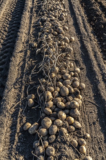 Potato harvest, Melodie variety, so-called split harvesting method, first the tubers are taken out