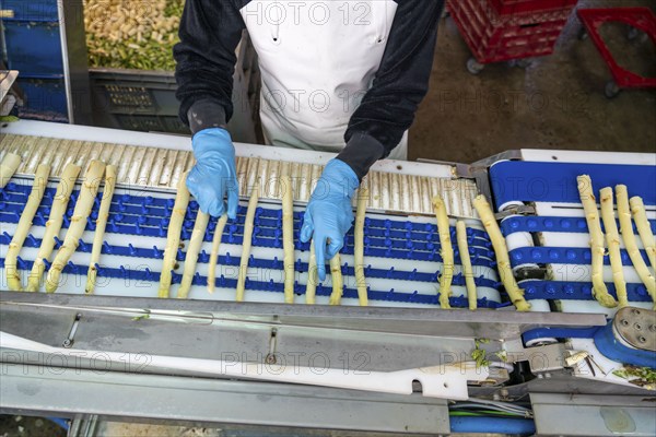 Asparagus farm, white asparagus is washed, cut and sorted by quality after harvesting, near
