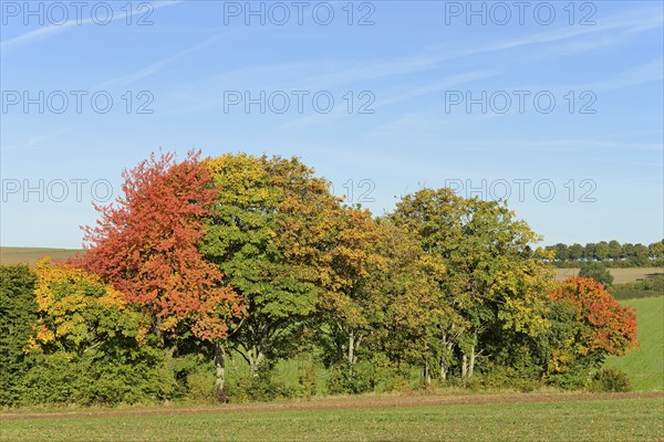 Row of trees, cherry (Prunus) and maple (Acer) with autumn leaves at the edge of a field, blue sky,