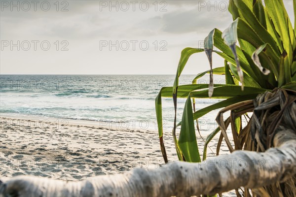 Mangsit beach in Sengiggi, empty, text field, background, palm beach, travel, tourism, sea, beach,