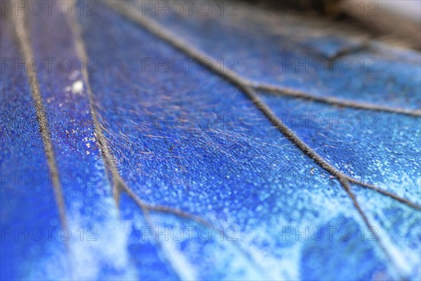 Detail of the butterfly wing of a Morpho helenor, Anaxibia morpho butterfly, Alajuela province,