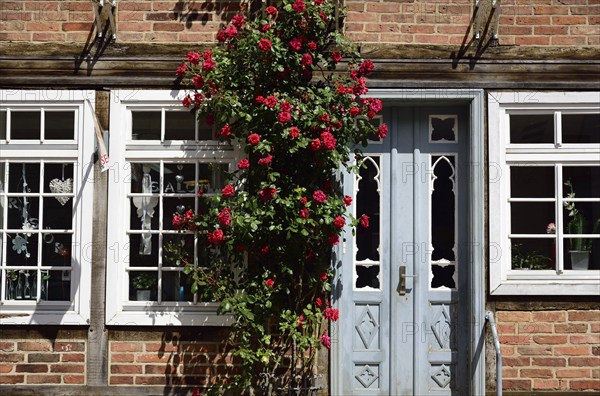 Europe, Germany, Mecklenburg-Western Pomerania, Bützow, half-timbered house with hollyhocks,