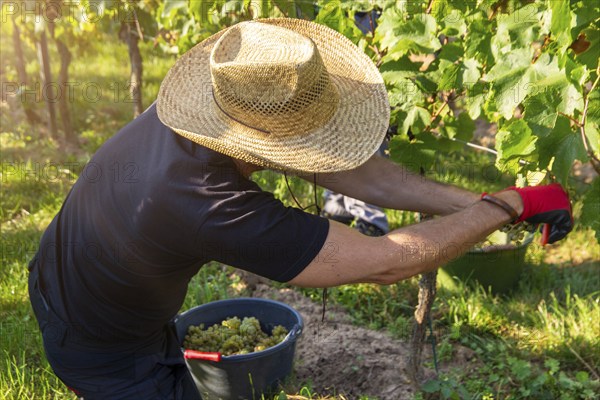 Hand-picking of Chardonnay grapes in the Palatinate in 2023 (Norbert Groß winery, Meckenheim) . The
