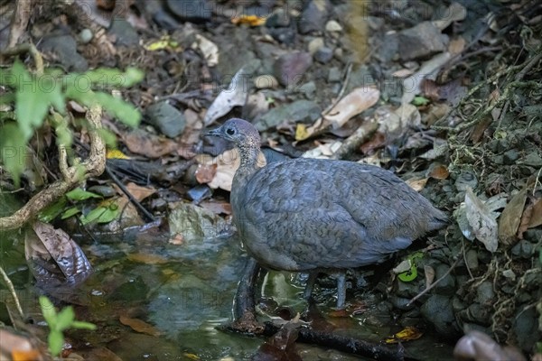 Thicket tinamou (Crypturellus cinnamomeus), standing in the water in the rainforest, Corcovado