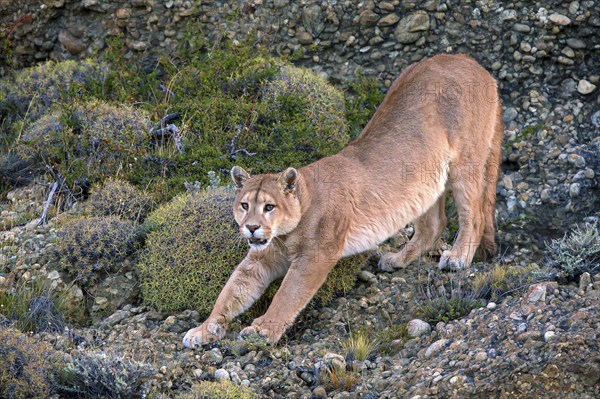 Cougar (Felis concolor patagonica) wbl. Torres del Paine NP, Chile, Torres del Paine NP, South